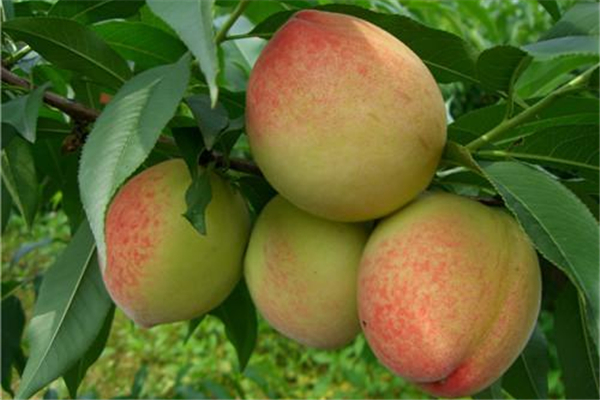 桃子怎么洗才干凈 桃子毛可以吃嗎 桃子怎么洗才干凈 桃子毛可以吃嗎