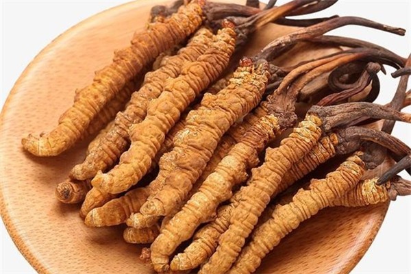 蟲草可以改善失眠嗎 蟲草有什么功效 蟲草可以改善失眠嗎 蟲草有什么功效