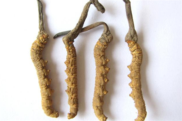 蟲草有假冒的嗎 蟲草怎么分辨真假好壞 蟲草有假冒的嗎 蟲草怎么分辨真假好壞