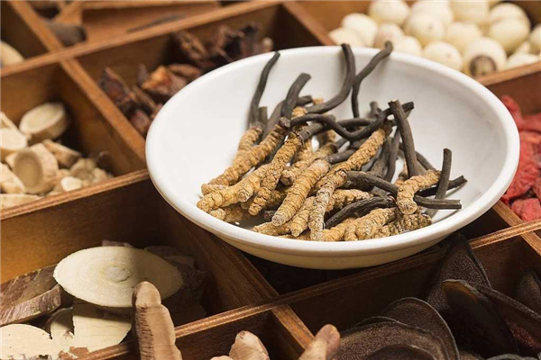蟲草一次吃多少合適 蟲草吃多了有什么危害 蟲草一次吃多少合適 蟲草吃多了有什么危害