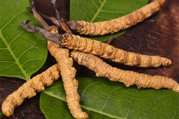 蟲(chóng)草會(huì)上火嗎 蟲(chóng)草適合什么季節(jié)吃 蟲(chóng)草會(huì)上火嗎 蟲(chóng)草適合什么季節(jié)吃