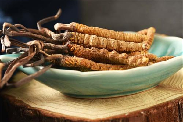 蟲草會跑嗎 蟲草會變成蟲子嗎 蟲草會跑嗎 蟲草會變成蟲子嗎