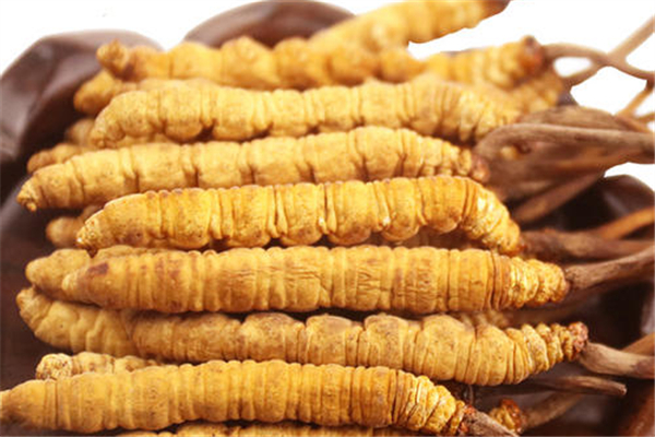 蟲草會跑嗎 蟲草會變成蟲子嗎 蟲草會跑嗎 蟲草會變成蟲子嗎