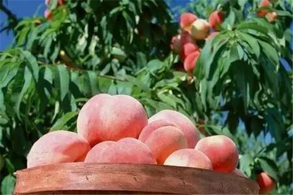 桃子糖尿病人可以吃嗎 桃子可以空腹吃嗎 桃子糖尿病人可以吃嗎 桃子可以空腹吃嗎