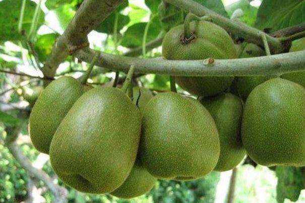 吃獼猴桃會(huì)發(fā)胖嗎 獼猴桃的熱量是多少大卡