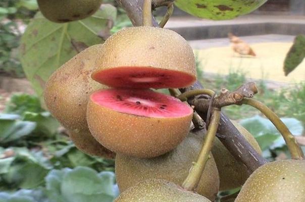 吃獼猴桃能治便秘嗎 吃獼猴桃減肥嗎 吃獼猴桃能治便秘嗎 吃獼猴桃減肥嗎