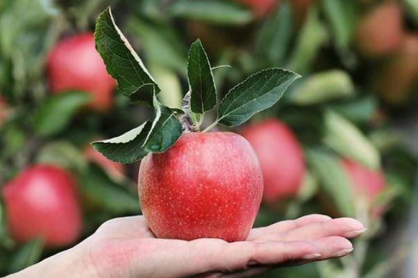 吃蘋(píng)果可以喝茶嗎 吃蘋(píng)果有什么好處 吃蘋(píng)果可以喝茶嗎 吃蘋(píng)果有什么好處