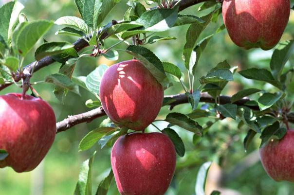 蘋果血糖高的人能吃嗎 蘋果血糖高的孕婦可以吃嗎 蘋果血糖高的人能吃嗎 蘋果血糖高的孕婦可以吃嗎