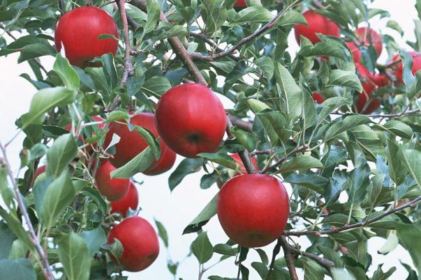 吃蘋果的最佳時(shí)間是幾點(diǎn) 吃蘋果有助于消化嗎 吃蘋果的最佳時(shí)間是幾點(diǎn) 吃蘋果有助于消化嗎