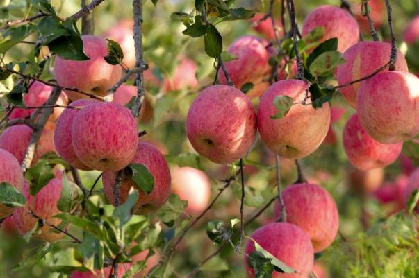 吃蘋(píng)果可以喝酸奶嗎 吃蘋(píng)果可以祛痘嗎 吃蘋(píng)果可以喝酸奶嗎 吃蘋(píng)果可以祛痘嗎