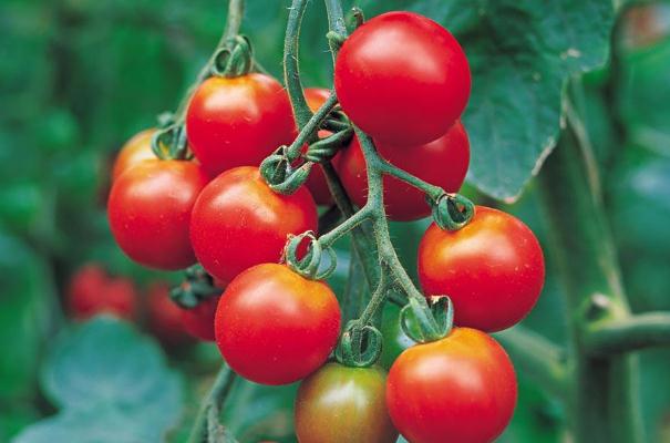 圣女果對孕婦的功效與作用 圣女果對孕婦的好處 圣女果對孕婦的功效與作用 圣女果對孕婦的好處