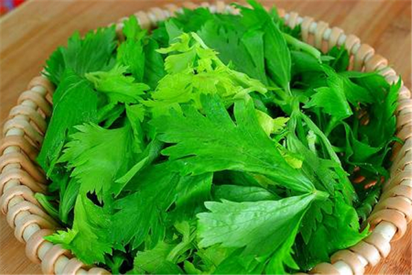 芹菜葉子能吃嗎 芹菜葉子為什么要扔掉 芹菜葉子能吃嗎 芹菜葉子為什么要扔掉