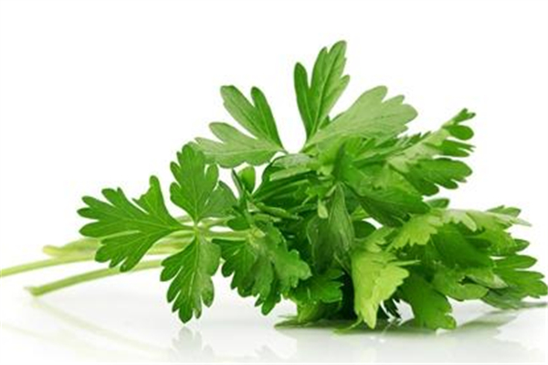 芹菜葉子能吃嗎 芹菜葉子為什么要扔掉 芹菜葉子能吃嗎 芹菜葉子為什么要扔掉