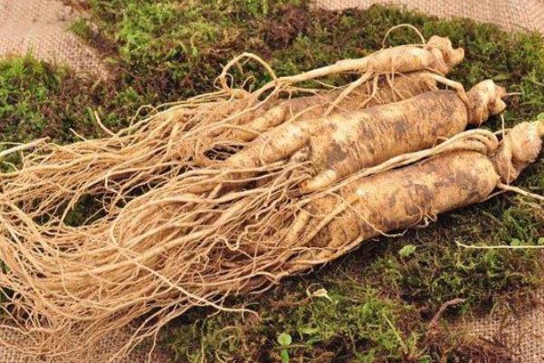 人參是發(fā)物嗎 人參要燉多長時間 人參是發(fā)物嗎 人參要燉多長時間