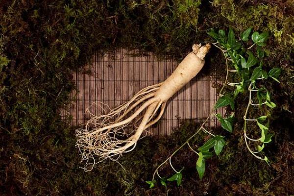 人參可以燉雞湯嗎 人參可以用什么代替 人參可以燉雞湯嗎 人參可以用什么代替