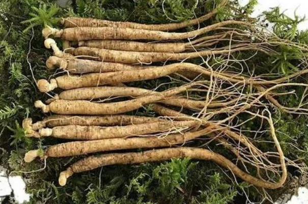 人參的功效與作用 人參怎么吃 人參的功效與作用 人參怎么吃