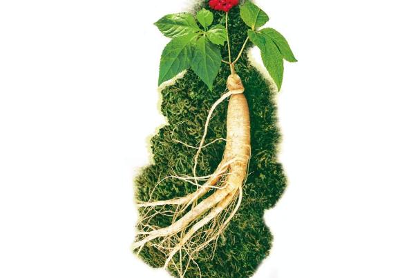 人參的功效與作用 人參怎么吃 人參的功效與作用 人參怎么吃