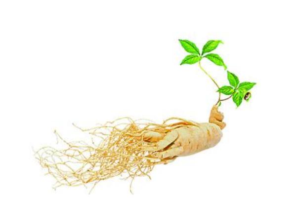 人參是發(fā)物嗎 人參要燉多長時間 人參是發(fā)物嗎 人參要燉多長時間