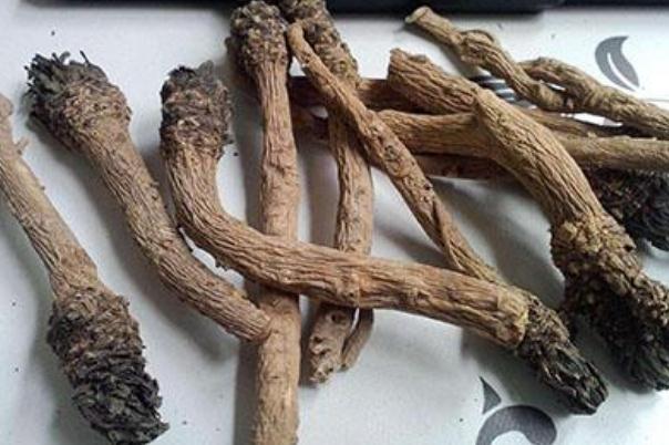 板藍(lán)根對(duì)喉嚨痛有效嗎 板藍(lán)根對(duì)扁桃體發(fā)炎有用嗎 板藍(lán)根對(duì)喉嚨痛有效嗎 板藍(lán)根對(duì)扁桃體發(fā)炎有用嗎