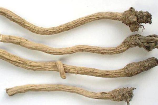 板藍(lán)根對咽炎有效果嗎 板藍(lán)根對鼻炎有效嗎 板藍(lán)根對咽炎有效果嗎 板藍(lán)根對鼻炎有效嗎