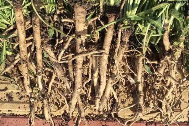 板藍根治感冒嗎 板藍根治療哪種感冒