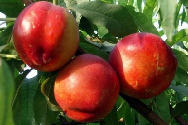 吃油桃過(guò)敏的癥狀 吃油桃過(guò)敏是什么原因 吃油桃過(guò)敏的癥狀 吃油桃過(guò)敏是什么原因