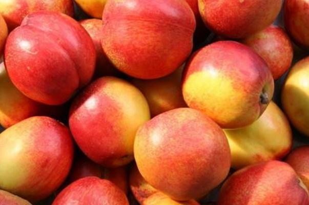 吃油桃可以喝牛奶嗎 吃油桃能喝酸奶嗎 吃油桃可以喝牛奶嗎 吃油桃能喝酸奶嗎