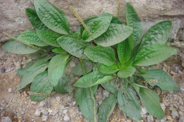 車前草對(duì)痔瘡有治療作用嗎 車前草能降血糖嗎 車前草對(duì)痔瘡有治療作用嗎 車前草能降血糖嗎