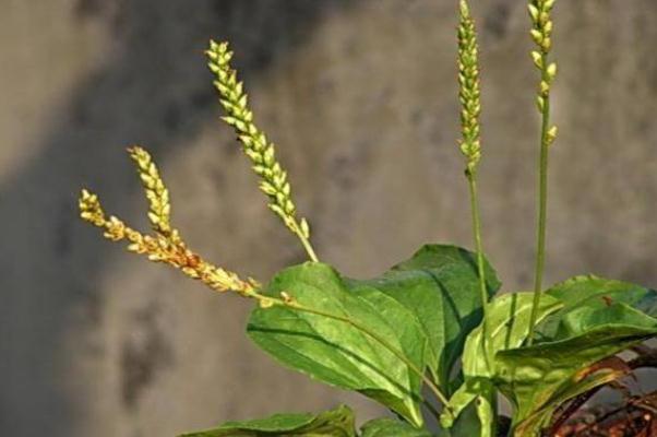 車(chē)前草會(huì)過(guò)敏嗎 車(chē)前草會(huì)拉肚子嗎 車(chē)前草會(huì)過(guò)敏嗎 車(chē)前草會(huì)拉肚子嗎