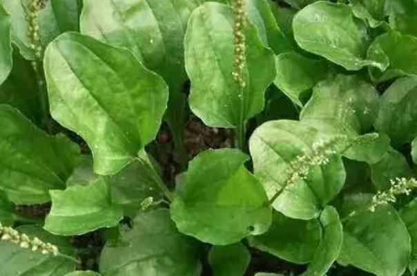 車前草泡腳治療痛風(fēng) 車前草泡腳可以治腳氣嗎 車前草泡腳治療痛風(fēng) 車前草泡腳可以治腳氣嗎