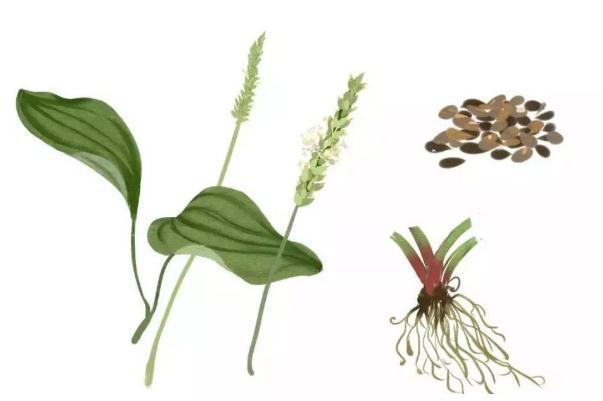 車前草會不會降血壓 車前草會傷腎嗎 車前草會不會降血壓 車前草會傷腎嗎