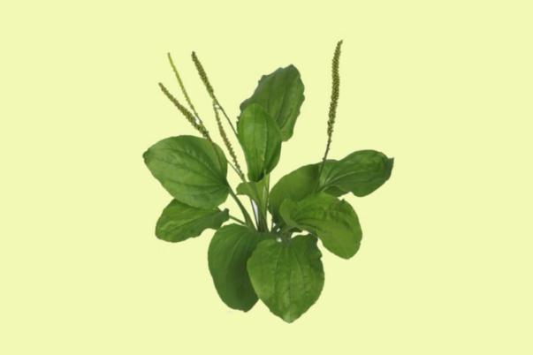 車前草會不會降血壓 車前草會傷腎嗎 車前草會不會降血壓 車前草會傷腎嗎