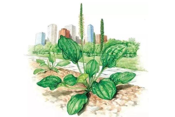 車(chē)前草會(huì)過(guò)敏嗎 車(chē)前草會(huì)拉肚子嗎 車(chē)前草會(huì)過(guò)敏嗎 車(chē)前草會(huì)拉肚子嗎