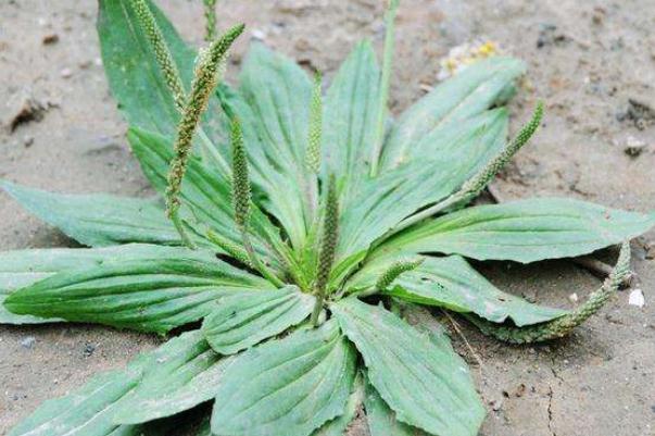 車前草怎么泡水喝 車前草可以治結(jié)石嗎 車前草怎么泡水喝 車前草可以治結(jié)石嗎