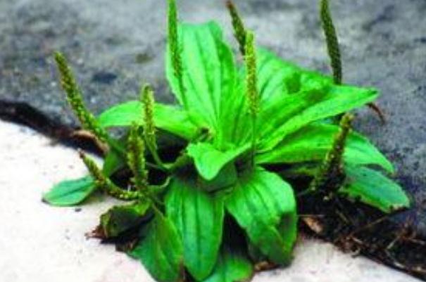 車前草是治什么的 車前草的藥理作用 車前草是治什么的 車前草的藥理作用