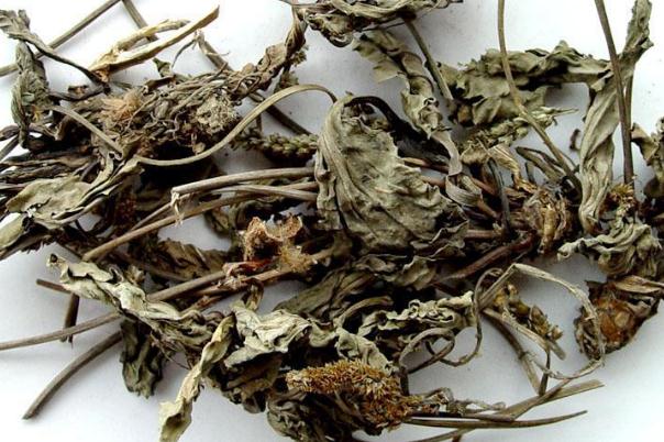 車前草可以泡腳嗎 車前草泡腳有什么好處 車前草可以泡腳嗎 車前草泡腳有什么好處