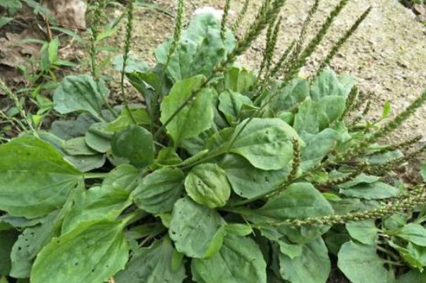 車前草是治什么的 車前草的藥理作用 車前草是治什么的 車前草的藥理作用