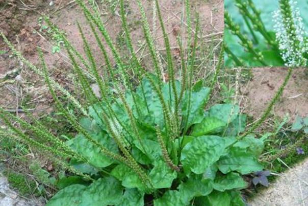 車前草怎么泡水喝 車前草可以治結(jié)石嗎 車前草怎么泡水喝 車前草可以治結(jié)石嗎