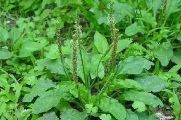 車前草有降血壓的功效嗎 車前草藥用價(jià)值 車前草有降血壓的功效嗎 車前草藥用價(jià)值