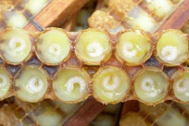 蜂王漿的口感是什么味道 蜂王漿是怎么提取的 蜂王漿的口感是什么味道 蜂王漿是怎么提取的