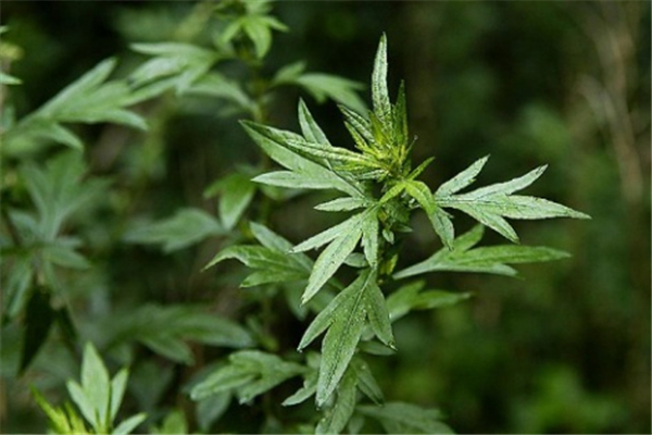 艾葉能驅(qū)蚊子嗎 艾葉驅(qū)蚊子用干的還是新鮮艾葉 艾葉能驅(qū)蚊子嗎 艾葉驅(qū)蚊子用干的還是新鮮艾葉