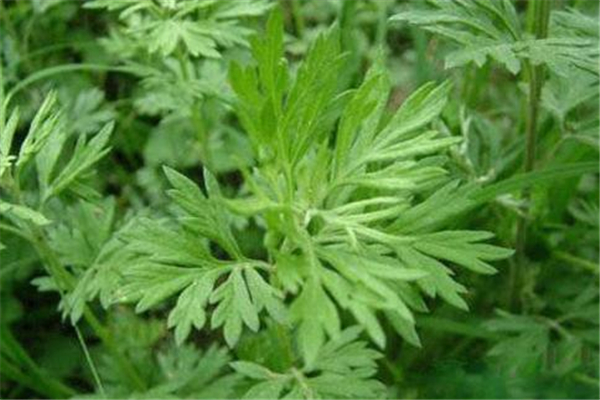 艾葉可以除螨嗎 艾葉除螨蟲最有效的辦法 艾葉可以除螨嗎 艾葉除螨蟲最有效的辦法