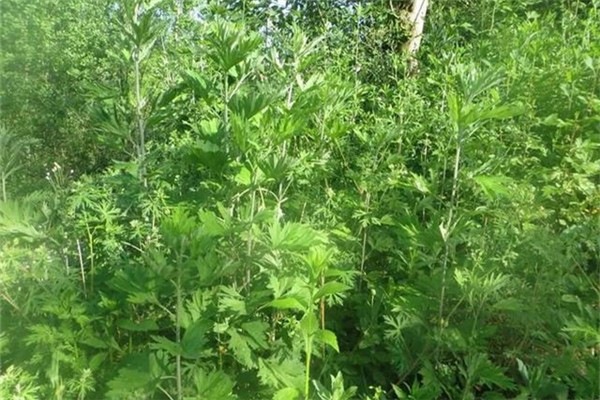 艾草泡澡可以止癢嗎 艾草泡澡對(duì)身體有什么好處和壞處 艾草泡澡可以止癢嗎 艾草泡澡對(duì)身體有什么好處和壞處