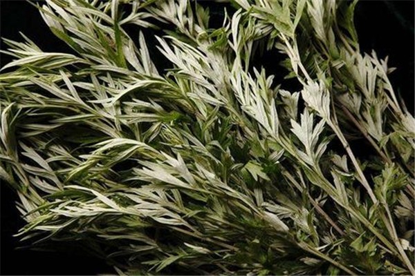 艾葉洗頭可以治療脫發(fā)嗎 艾葉洗頭的功效與作用 艾葉洗頭可以治療脫發(fā)嗎 艾葉洗頭的功效與作用