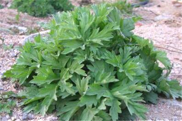 艾葉可以除螨嗎 艾葉除螨蟲最有效的辦法 艾葉可以除螨嗎 艾葉除螨蟲最有效的辦法