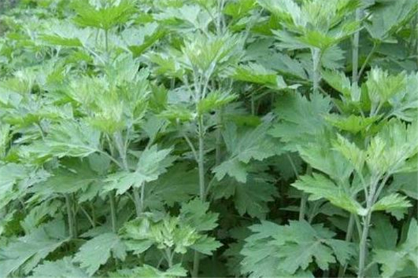 艾葉泡水喝可以去濕氣嗎 艾葉的功效和作用 艾葉泡水喝可以去濕氣嗎 艾葉的功效和作用