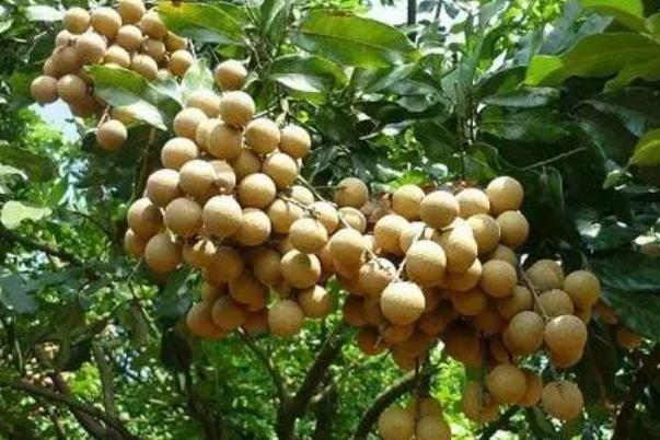 龍眼對(duì)眼睛有好處嗎 龍眼對(duì)胃有好處嗎 龍眼對(duì)眼睛有好處嗎 龍眼對(duì)胃有好處嗎