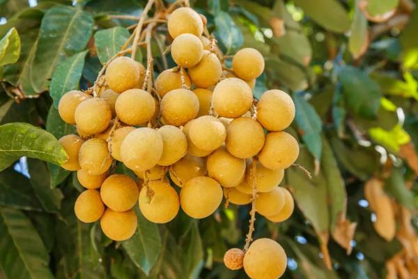 吃龍眼對身體有什么好處和壞處 吃龍眼會上火嗎 吃龍眼對身體有什么好處和壞處 吃龍眼會上火嗎