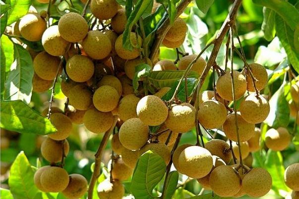 龍眼對(duì)眼睛有好處嗎 龍眼對(duì)胃有好處嗎 龍眼對(duì)眼睛有好處嗎 龍眼對(duì)胃有好處嗎