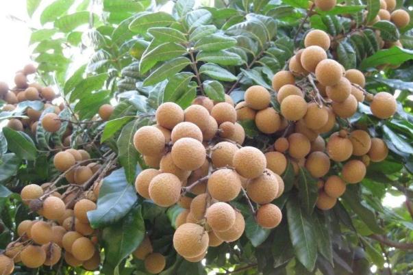 吃龍眼對身體有什么好處和壞處 吃龍眼會上火嗎 吃龍眼對身體有什么好處和壞處 吃龍眼會上火嗎